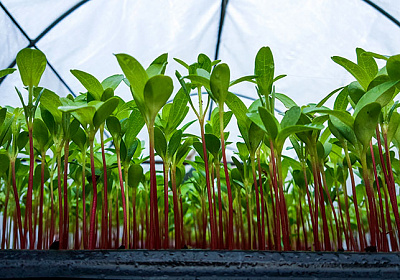фото: Как подготовиться к выращиванию здоровой и качественной рассады